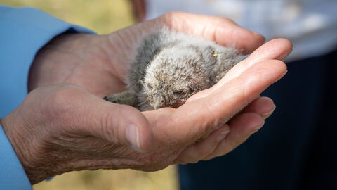 Steinkauzküken liegt in der Hand.