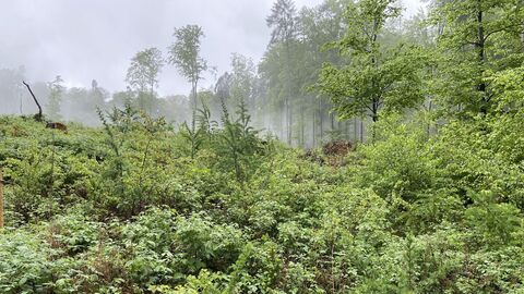 Der Staatswald im Forstamt Hanau-Wolfgang