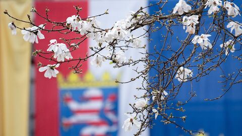 Eine Sternmagnolie blüht im Hof des Hessischen Landtags. Eine Sternmagnolie blüht im Hof des Hessischen Landtags.